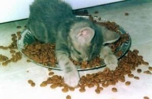 minou-fatigue