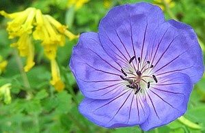 bleu-et-jaune6-juillet.jpg