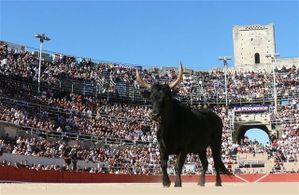 Camarina-CHV-111009--5-_moyenne.jpg