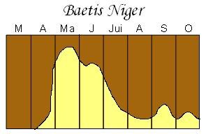 baetis-niger