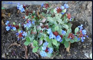 plumbago-larpentae-2.jpg