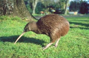 kiwi 2
