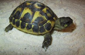 tortue4.jpg