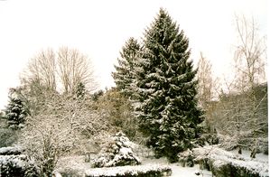 Jardin-hiver-2.jpg