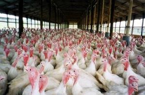grippe-aviaire.jpg