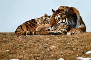 tigre-famille