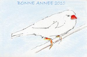 voeux-oiseau.jpg