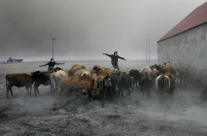 chevaux