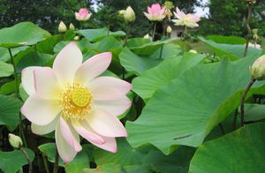 Lotus 4