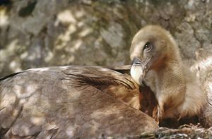 Gertrude, vautour fauve, 31 mars 1961, bis [1600x1200]