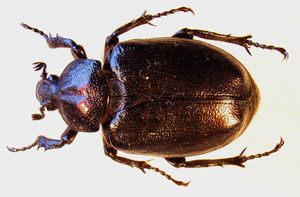 SCARABEE PIQUE PRUNE