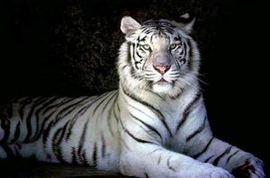tigre-blanc-2bis