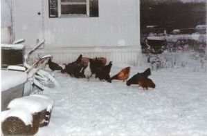 Arctic Hen