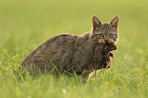 trophee-chat-270915.jpg