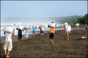 tortues protegees costa rica