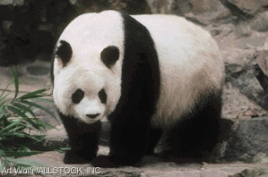 pandageant07.gif