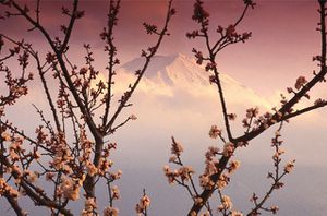 cerisiers-en-fleurs-du-japon.jpg
