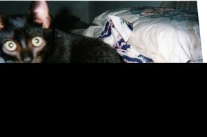 img087.jpg