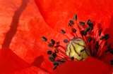 Coquelicot-2.jpg