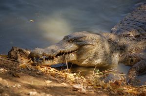 Nikon-Mauretanien-Senegal-1024.jpg