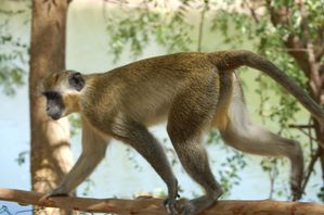 Nikon-Mauretanien-Senegal-1080.jpg