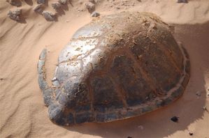 Nikon-Mauretanien-Senegal-142.jpg