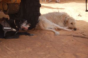 Nikon-Mauretanien-Senegal-219.jpg