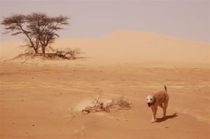 Nikon-Mauretanien-Senegal-221.jpg