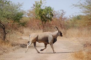 Reserve-de-Bandia-Senegal-023.jpg