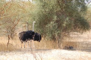 Reserve-de-Bandia-Senegal-037.jpg