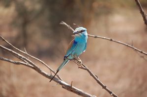 Reserve-de-Bandia-Senegal-073.jpg