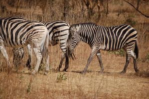 Reserve-de-Bandia-Senegal-107.jpg