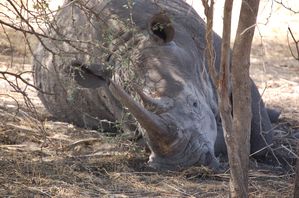 Reserve-de-Bandia-Senegal-137.jpg