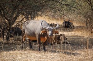 Reserve-de-Bandia-Senegal-183.jpg