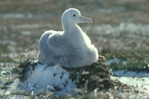 poussinalbatros.jpg