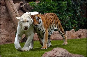tigres-blanc-et-tigre.jpg
