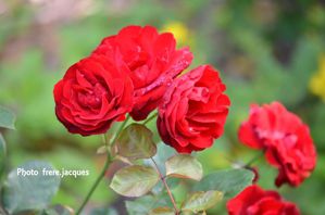 roses-rouges7645.JPG