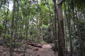 Tamborine rainforest