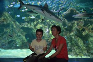sydney aquarium1