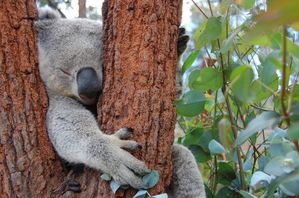 Koala-male.jpg