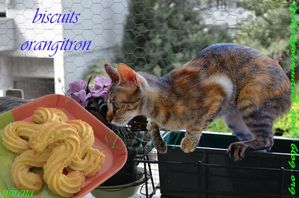 biscuits orangitron (Medium)