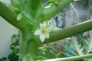 fleur de papaye