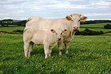 220px-Vache_de_race_charolaise_avec_son_veau.jpg