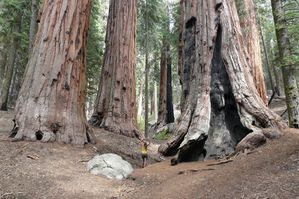 sequoias-geants-caro_trois_arbres.jpg