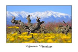 cèpe-canigou-fond-blanc-WEB