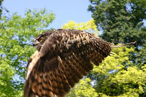 Eagle-owl-hibou-grand-duc.jpg