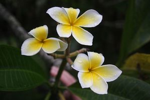 tahiti-tiare-flowers-de-kat-keliner-wikimedia.jpg