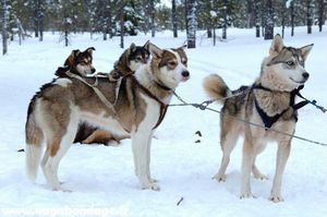 chien-de-course