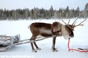 renne-finlande