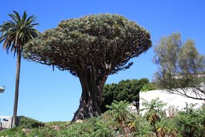 I-COMME-IMAGES 1441